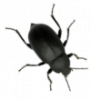 insect zwarte toor 4